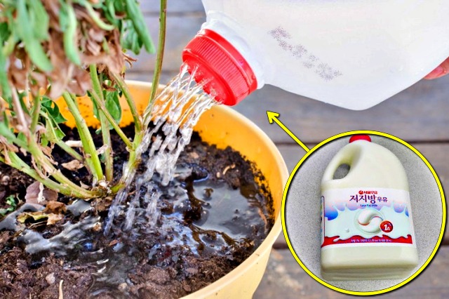 베란다 청소 물조리개 우유통 재활용 페트병 활용법 공예, 생활 팁줌 매일꿀정보