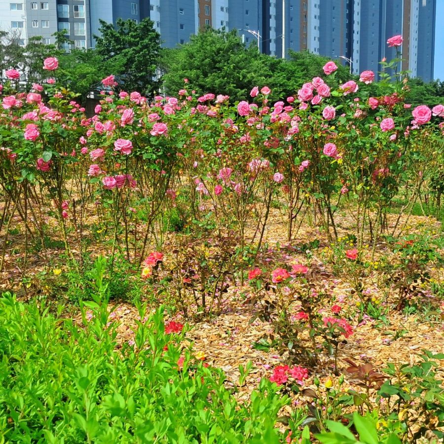 영천생태지구공원