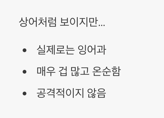 상어라는 이름에 숨겨진 진실