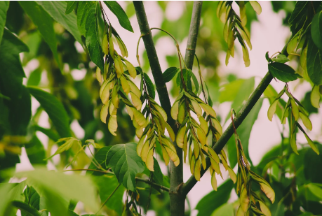 알레르기 검사 후기, 비용