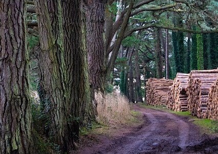 국립 산림 치유원 다스림 숲 길 이미지 사진