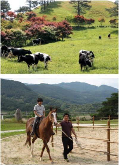 지리산치즈랜드 방목 젖소와 승마타기
