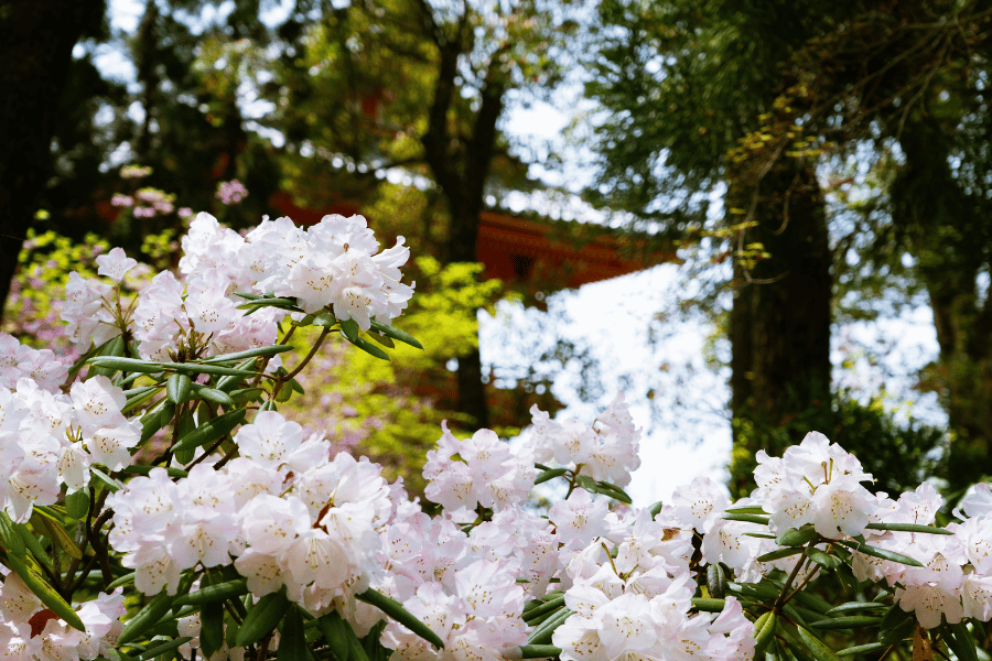교토 벚꽃 여행 완벽 가이드