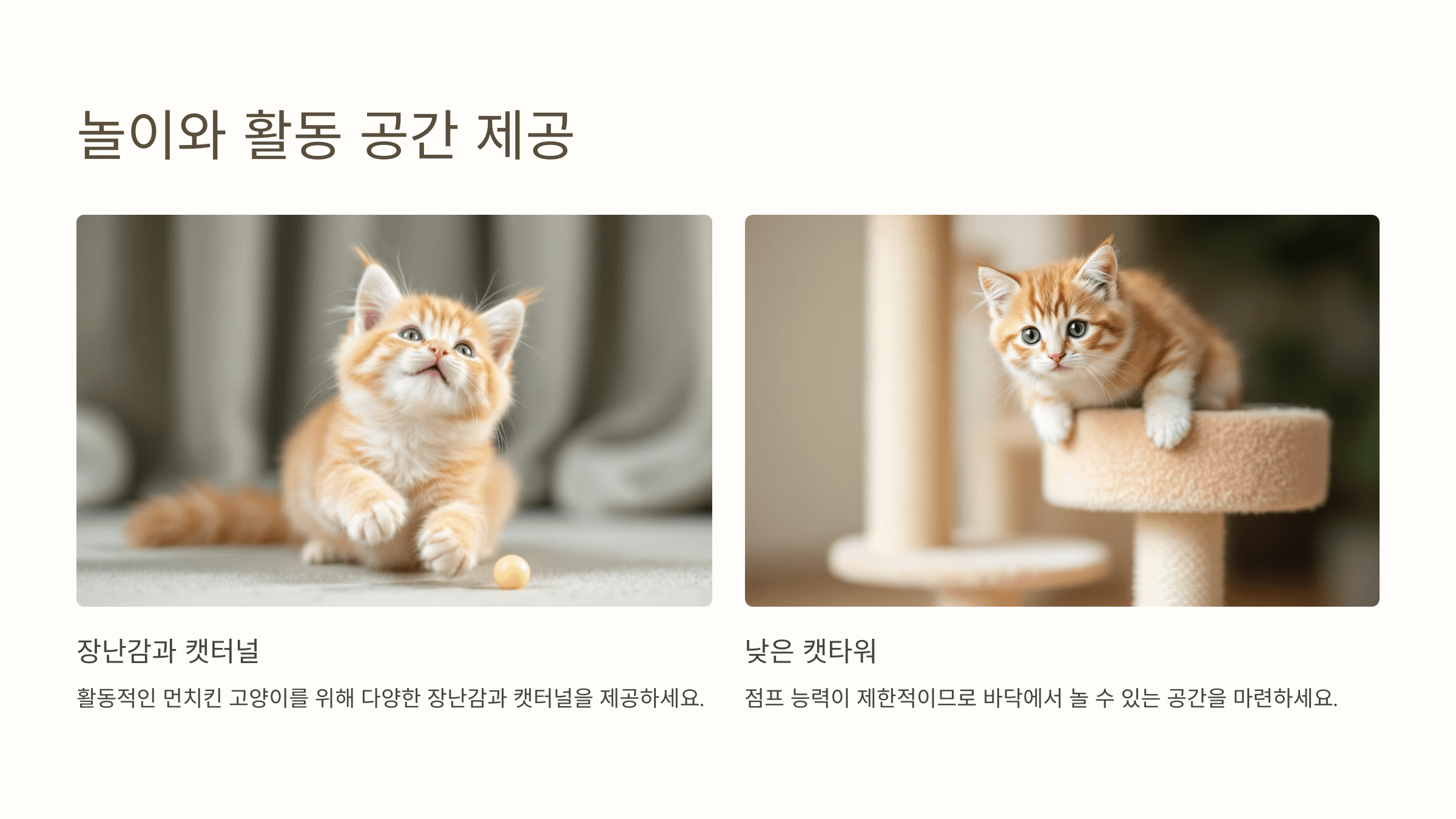 먼치킨 고양이 사진입니다.
