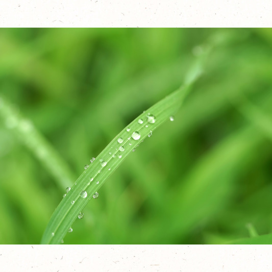 제철 전어 구이 요리