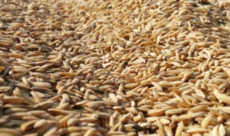 옥타코사놀 효능