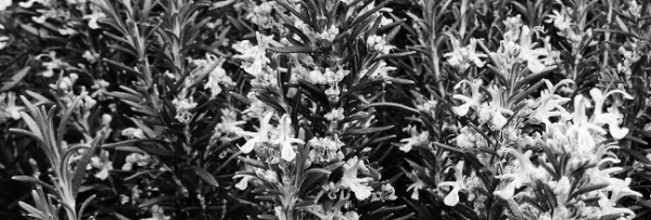 로즈마리 키우는법