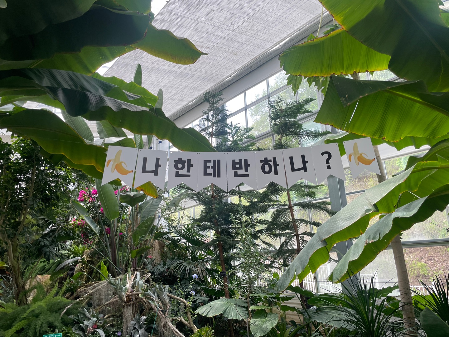 용인 자작나무숲 베툴라 대형 베이커피 카페