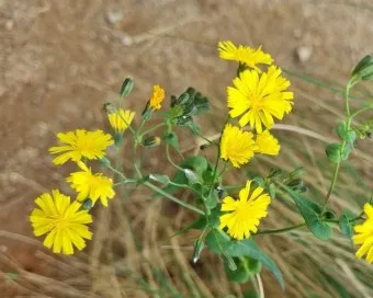 씀바귀 고들빼기 차이점 효능 비교_24