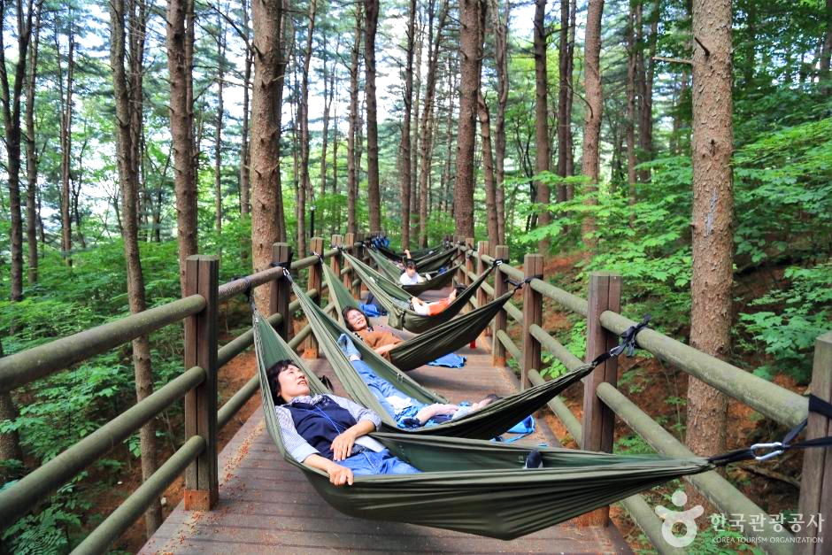 숲속에서 사람들이 해먹체험을 하고 있다.