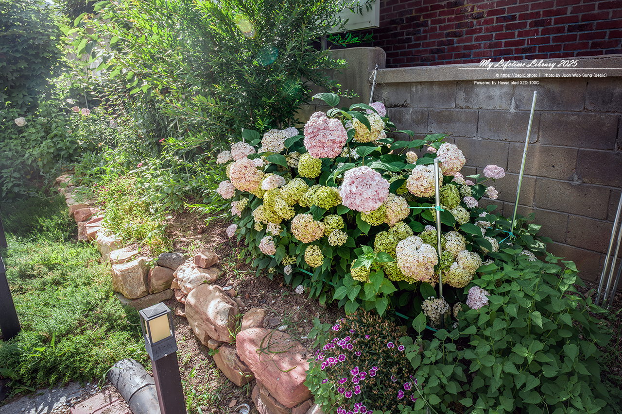 #청주 #카페 #향기나무커피 #능소화 #의자