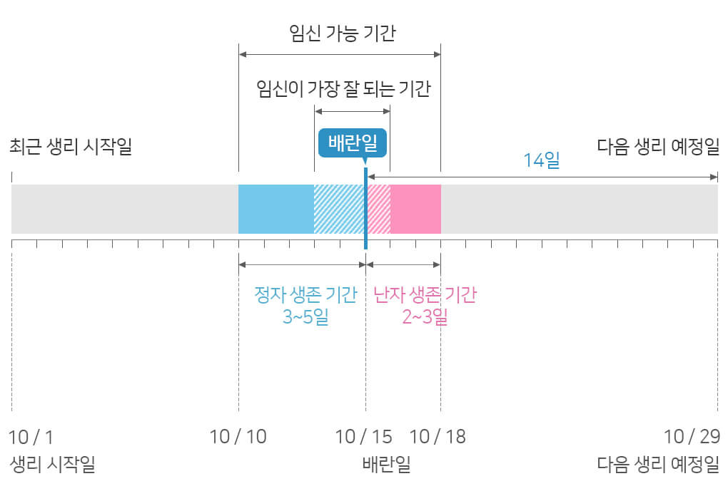 생리주기계산-배란일계산-가임기계산