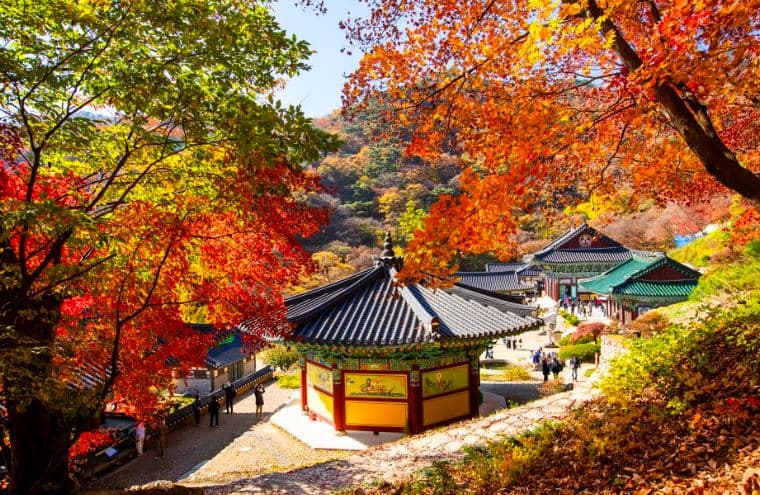 [4월 축제]양평 용문산 산나물축제❘기간, 일정, 프로그램, 사전 예약 방법