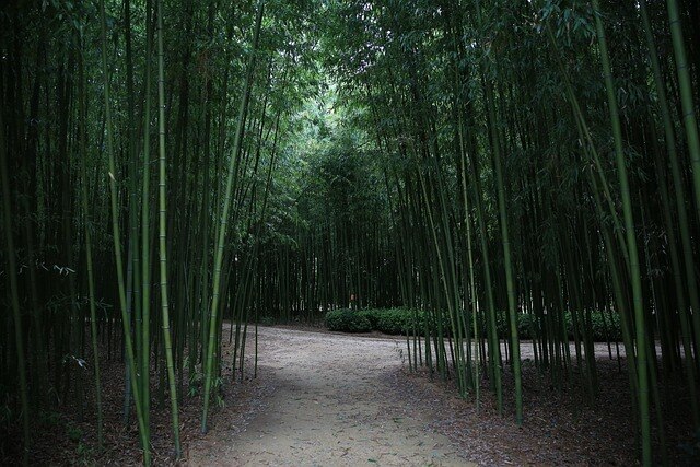 대운산 자연휴양림