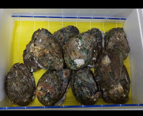 어버이날 선물 5월 8일