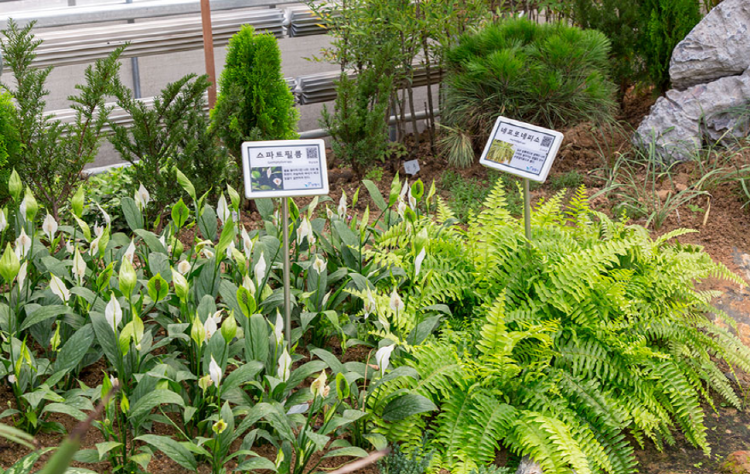 보령 무궁화수목원