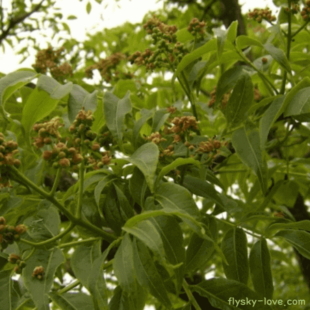 항염에 효과적인 황벽나무