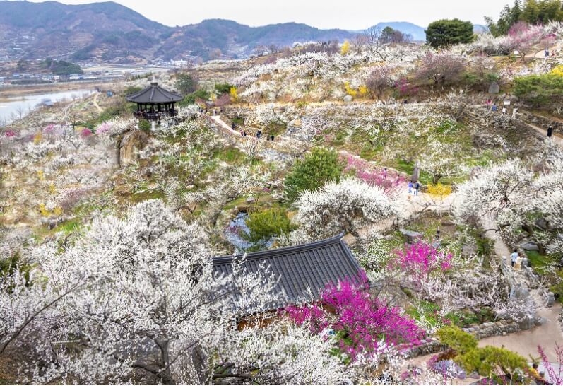 2025년봄꽃개화시기