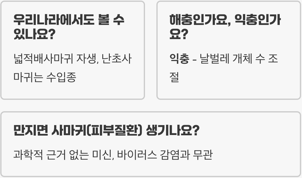 꽃사마귀 물리면 아픈가요? 독성과 공격성에 대한 오해와 진실