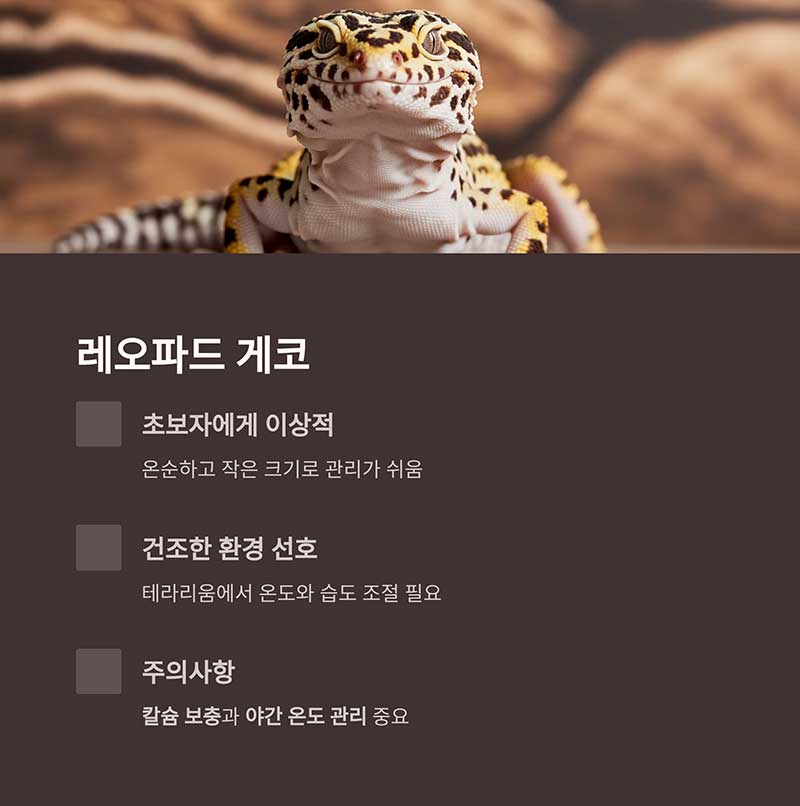 레오파드 게코 (Leopard Gecko)