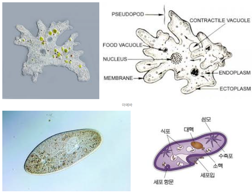 아베바(위) 짚신벌레(아래)