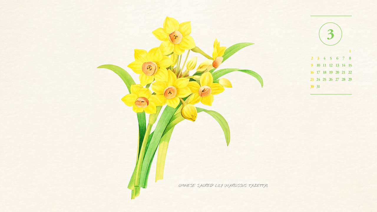 13 노란색 수선화 일러스트 A - 2025년3월 노트북배경화면