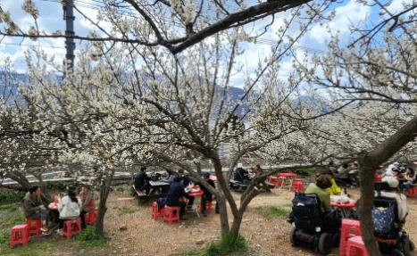 매화 축제 일정
