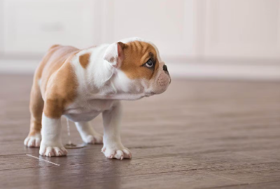 개가 침착하지 못하고 어슬렁거리는 원인은?