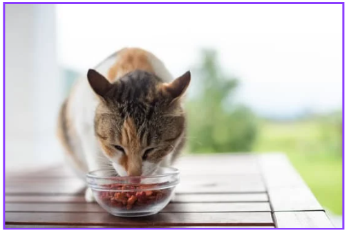 반려동물 건강식 필수 건강식 7가지