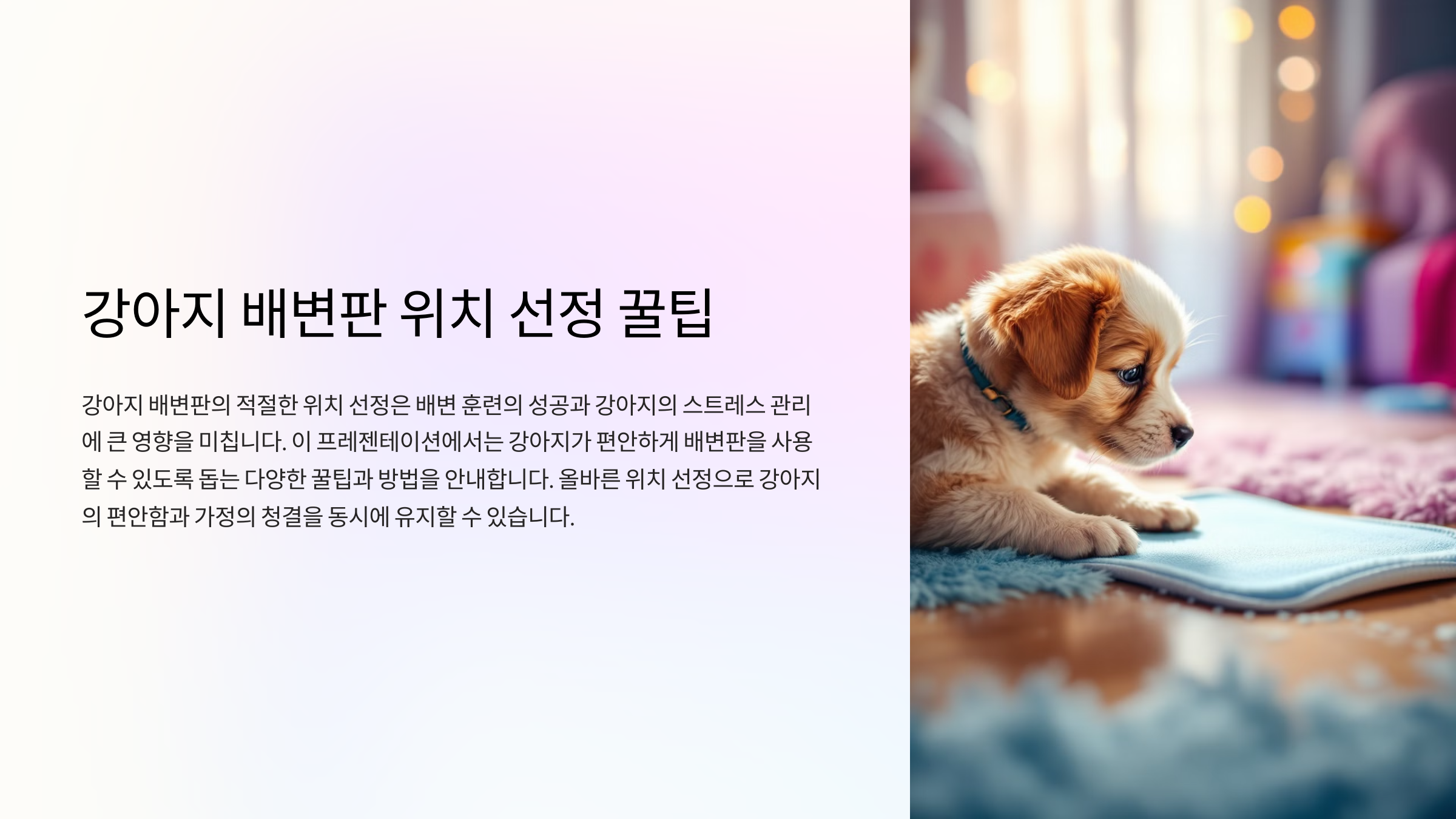 강아지 배변판 위치 선정 꿀팁! 스트레스 없는 배변 환경 만들기
