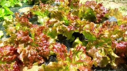 상추-씨앗 파종시기-파종방법-밑거름시비량