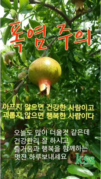무더위 건강 인사 폭염 대비 수분 섭취 권장 표현 어르신 맞춤_11