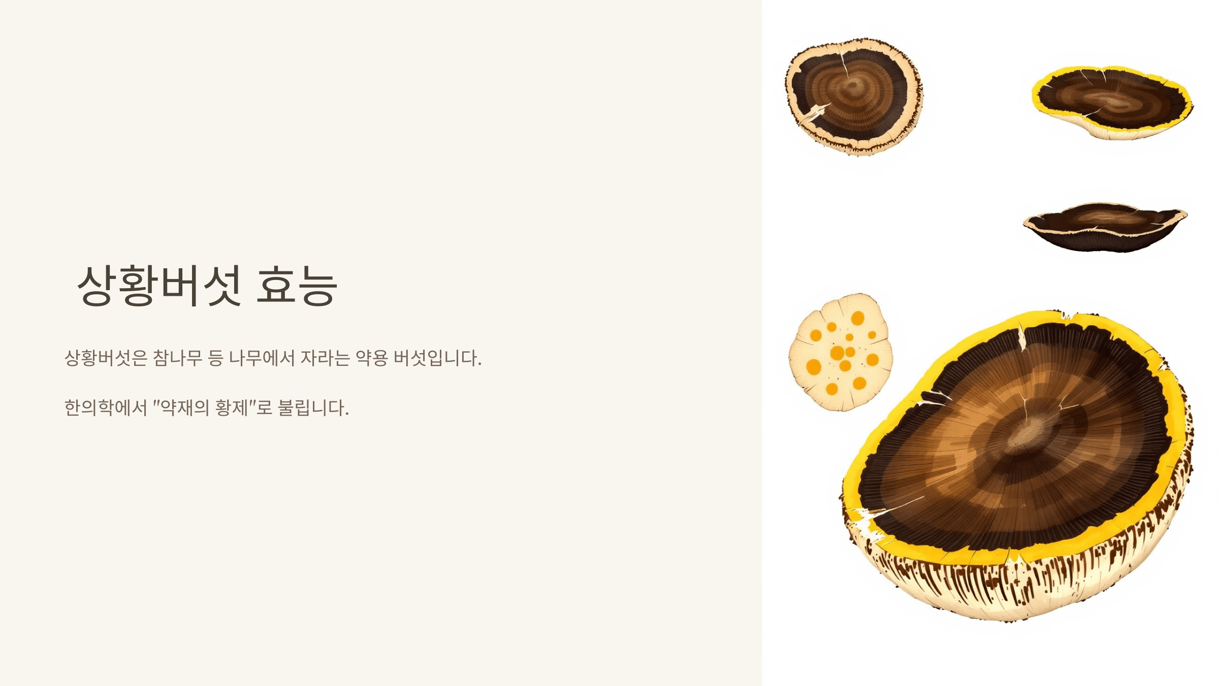 상황버섯 사진입니다.