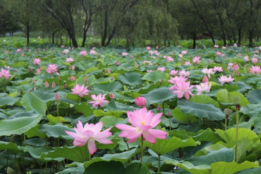 세미원 연꽃문화제
