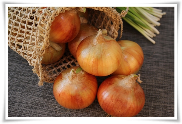 "10월, 양파 심으세요!" 건강한 양파 키우기 완벽 가이드!