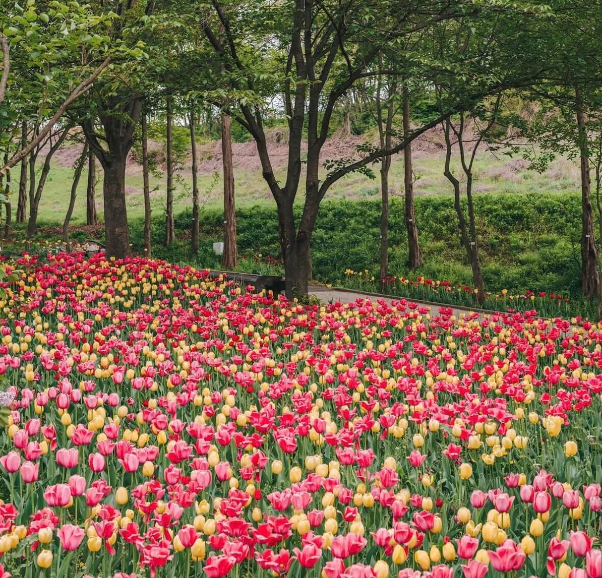 억만송이 봄꽃대향연 튤립 수선화 축제