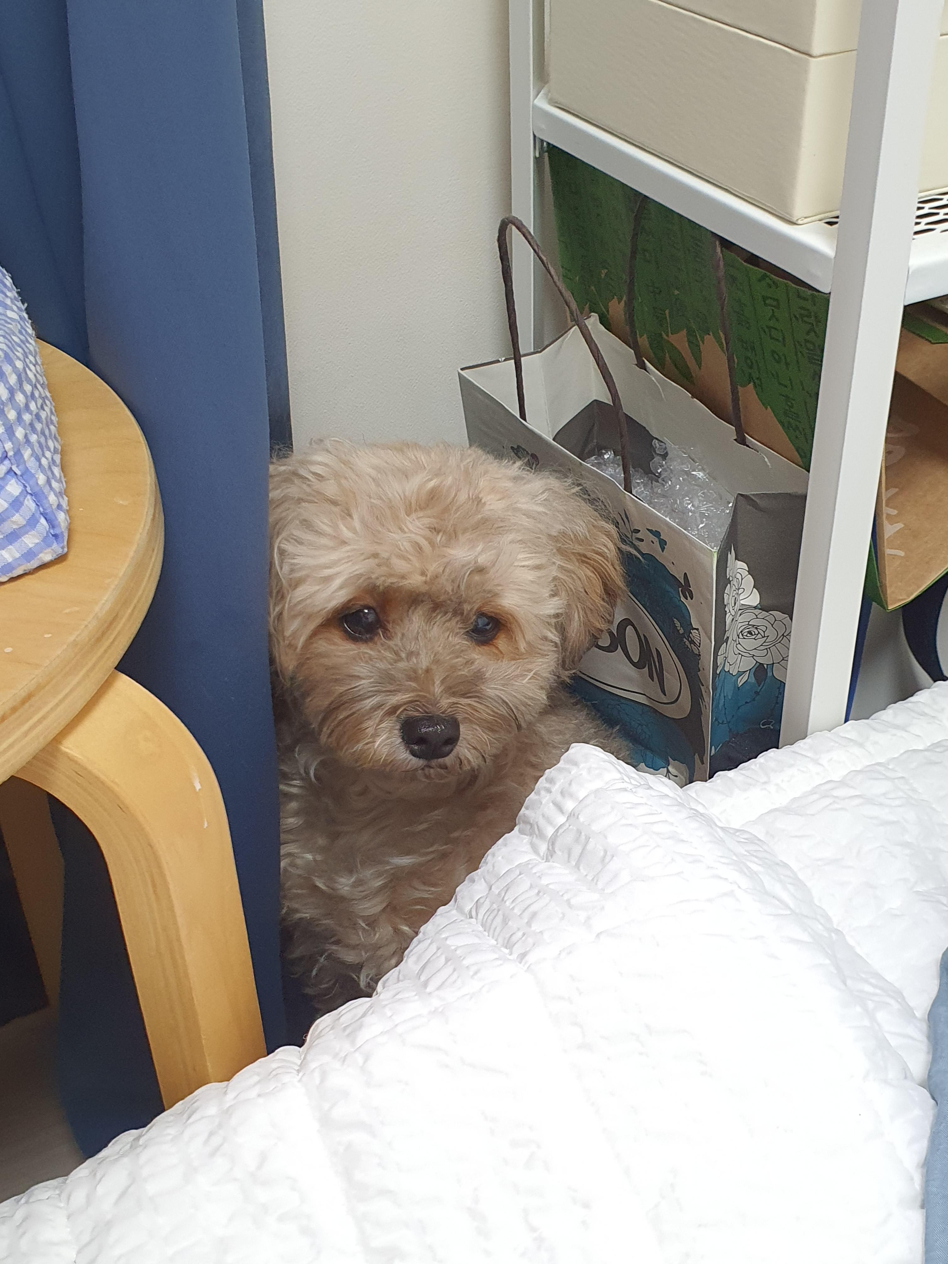 구석에 앉아 있는 강아지