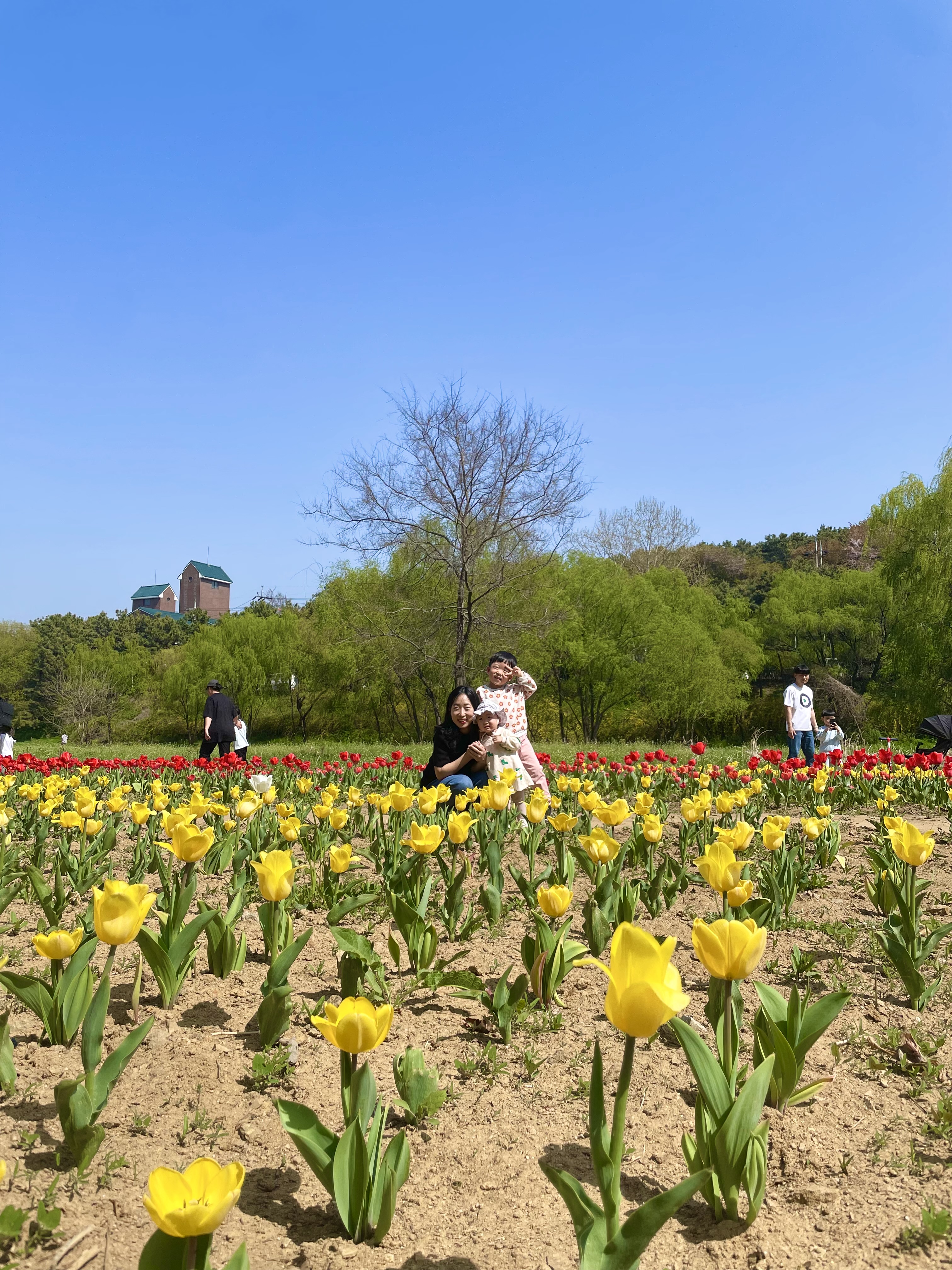 승기천 꽃피나 봄 축제 완벽 가이드