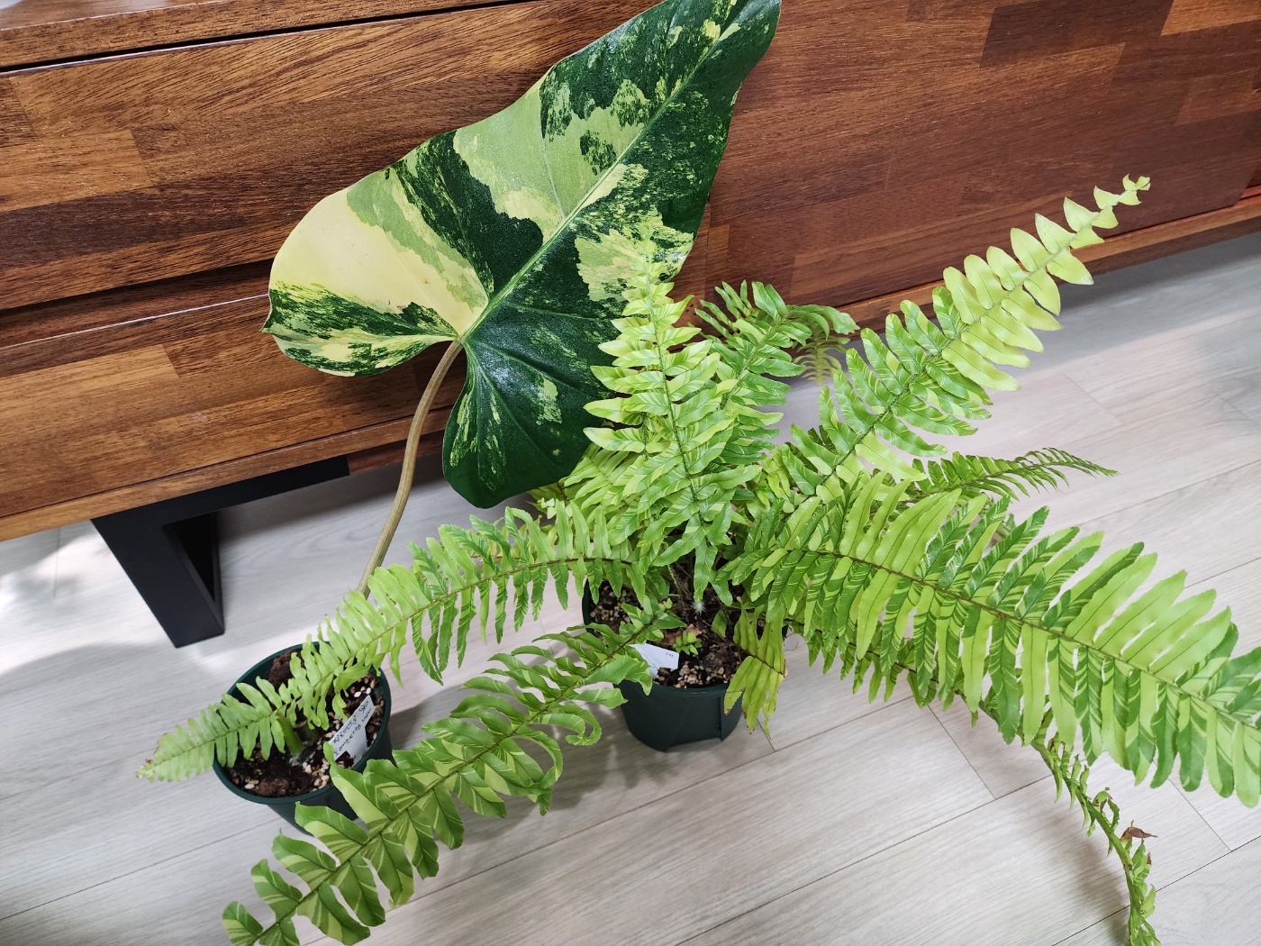 필로덴드론도메스티컴과 무늬보스턴고사리