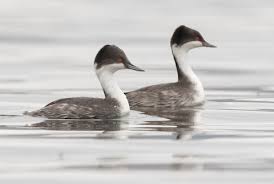 후닌 논병아리의 수중 포획 시 목&middot;경추 관절의 회전 각도 및 근력 활용 메커니즘 연구