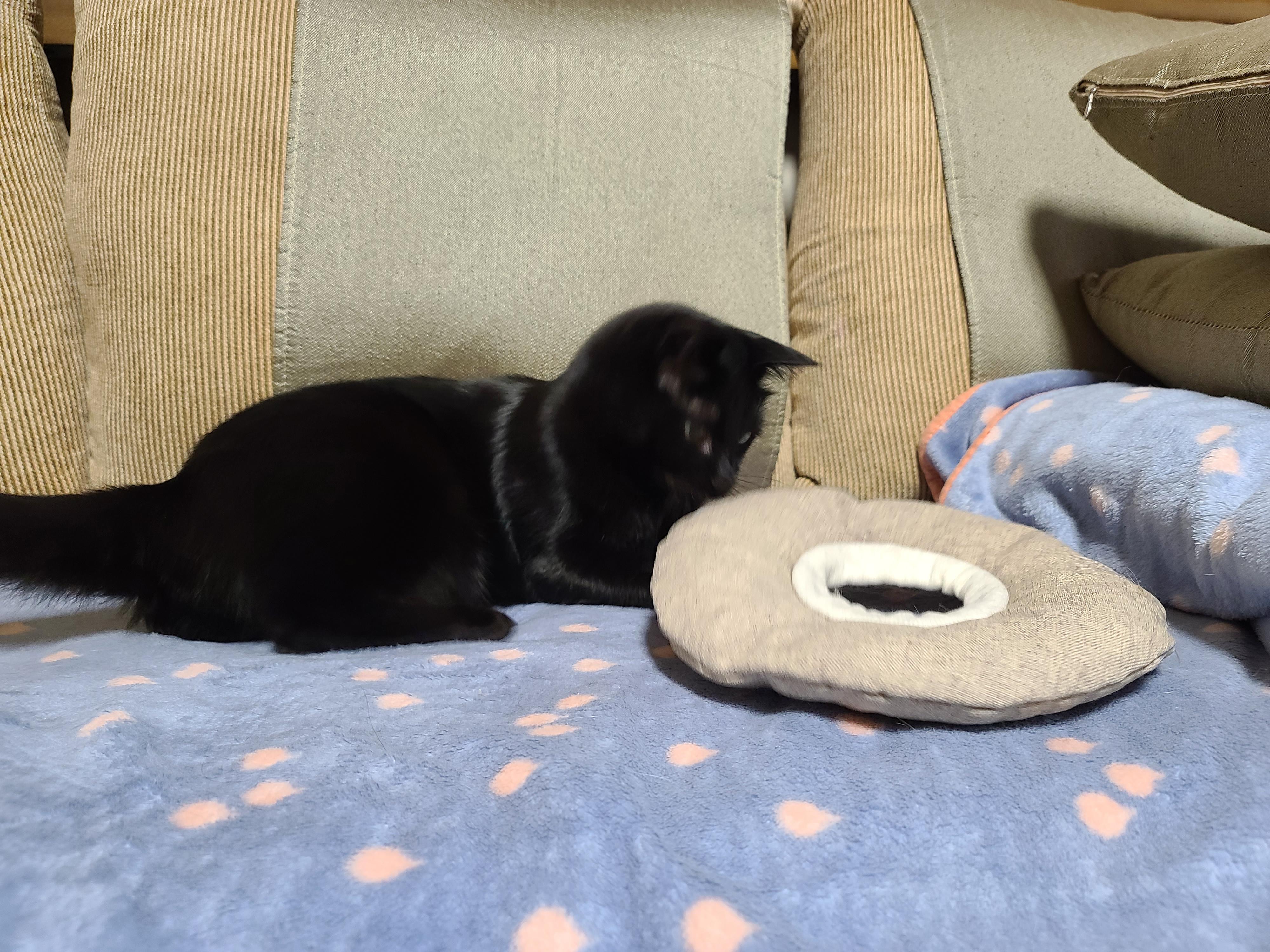 넥카라 혼자 벗어던지고 갖고노는 고양이 건이. (귀여운 영상 많음 주의)