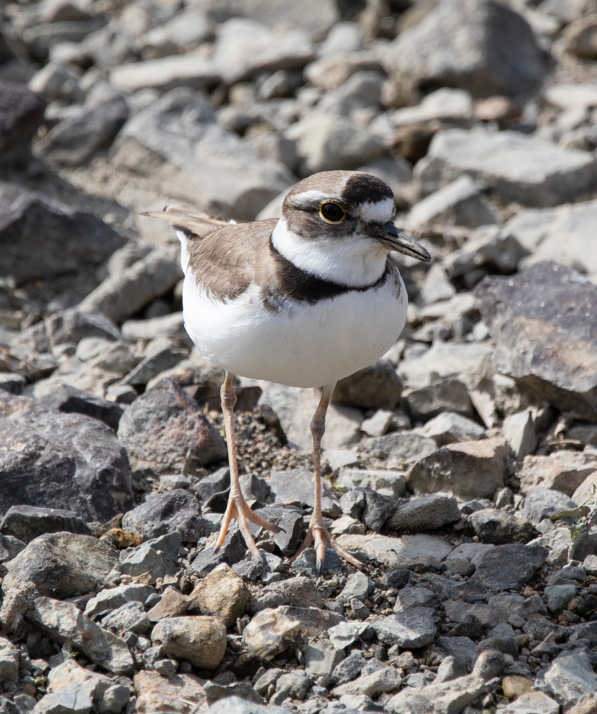 흰목물떼새, 갯벌 위의 마지막 경계자