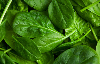 시금치