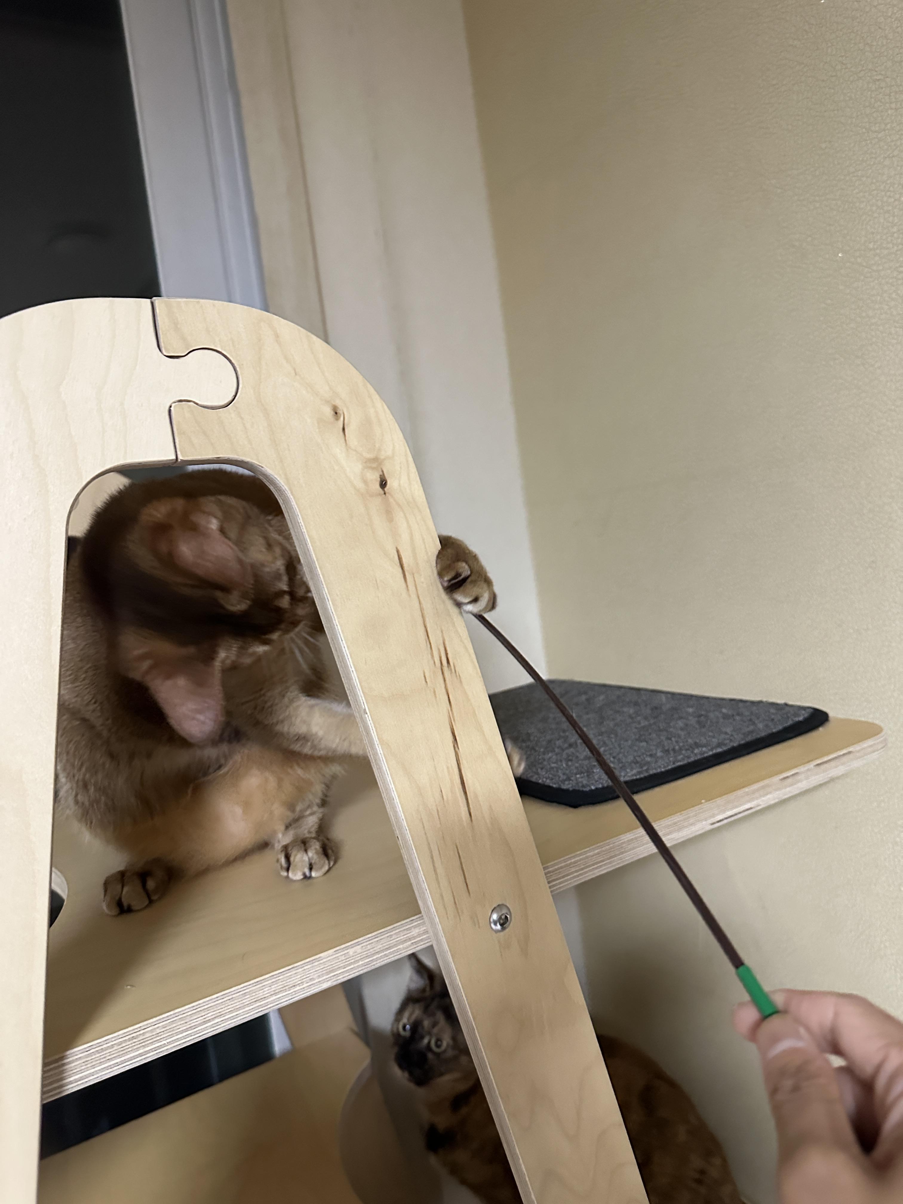 한마리의 아기맹수가 되어버린 아비시니안 루디 (feat.루디는 사냥중)