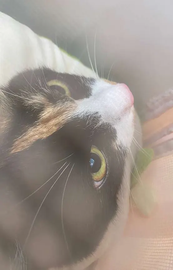 더바른동물병원