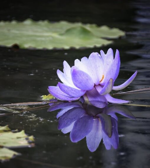 화사한 색채의 수련