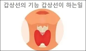 갑상선의 기능 갑상선이 하는일