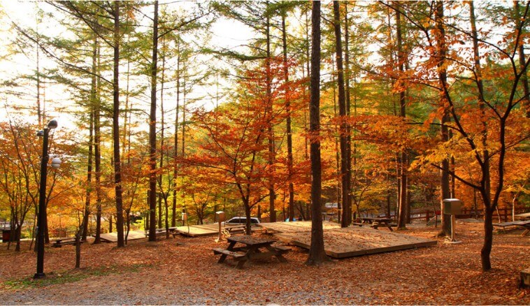 용화산 자연휴양림 가을사진