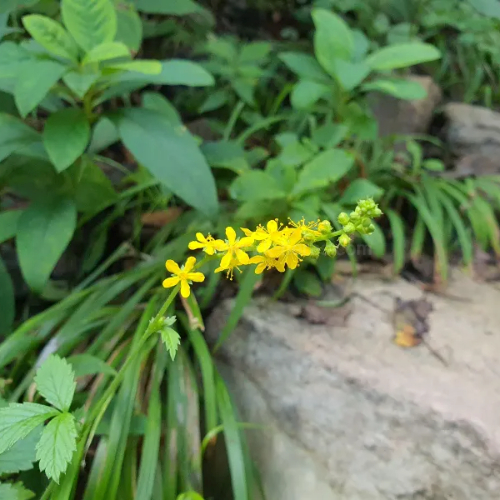 선착초 (짚신나물)