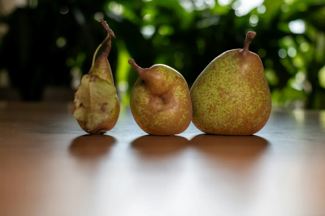 돌배주-담그기-효능-관련-사진